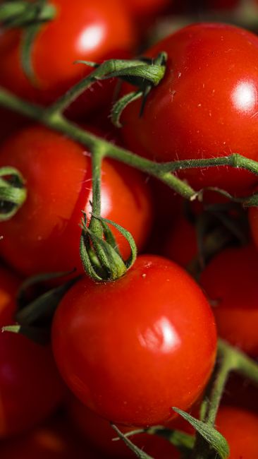 Vibrant close-up shot of fresh red cherry tomatoes with green stems on vine.