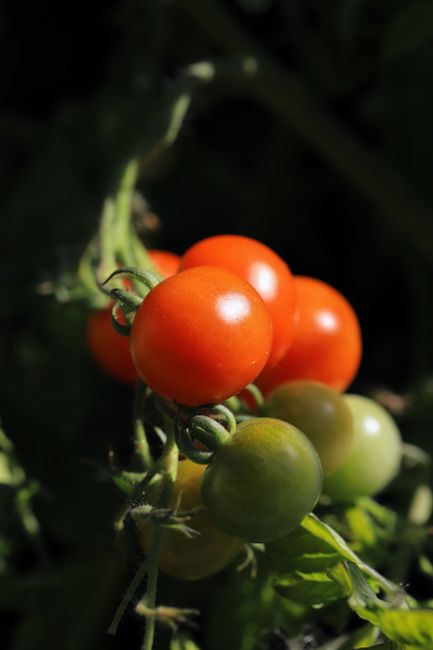 Cluster of ripe and unripe cherry tomatoes basking in sunlight, showcasing a fresh garden harvest.